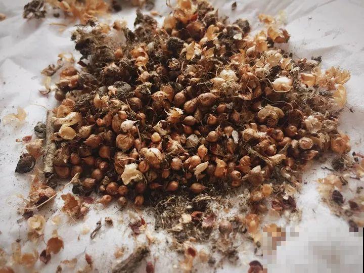 姐姐养的花，5年生了10麻袋，得用大铲车挖才行！