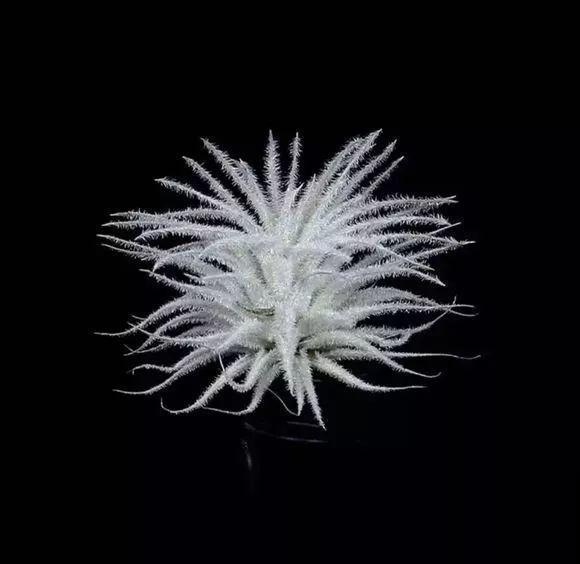 这花不用种土里，隔三差五喷点水，能活20年！