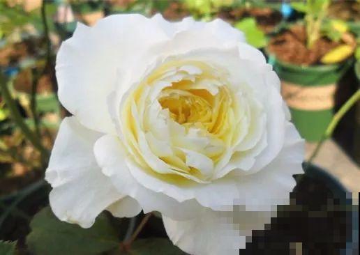 这花一年能开8个月，开完剪，剪完开，养花人都爱它！