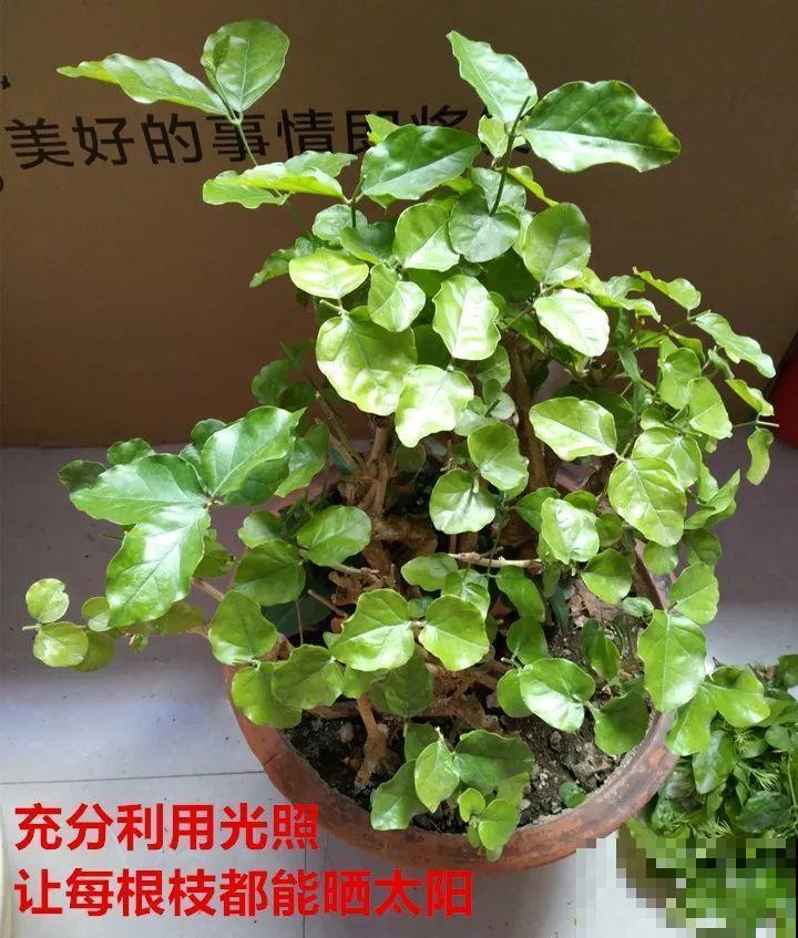8月养花，头等大事就是修剪，剪的及时，明年坐等爆花！
