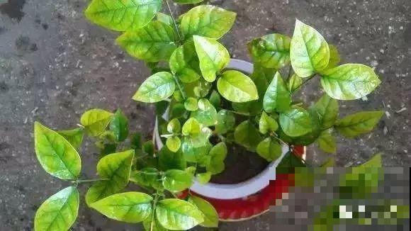 夏天养花黄叶子？赶紧剪一下，10天叶片绿的直滴油！