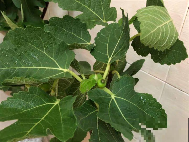无花果种盆里，1根枝结20个果，吃一茬长一茬！