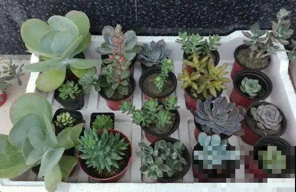买多肉也别买这几种，回家养2天就不行了，白花钱！