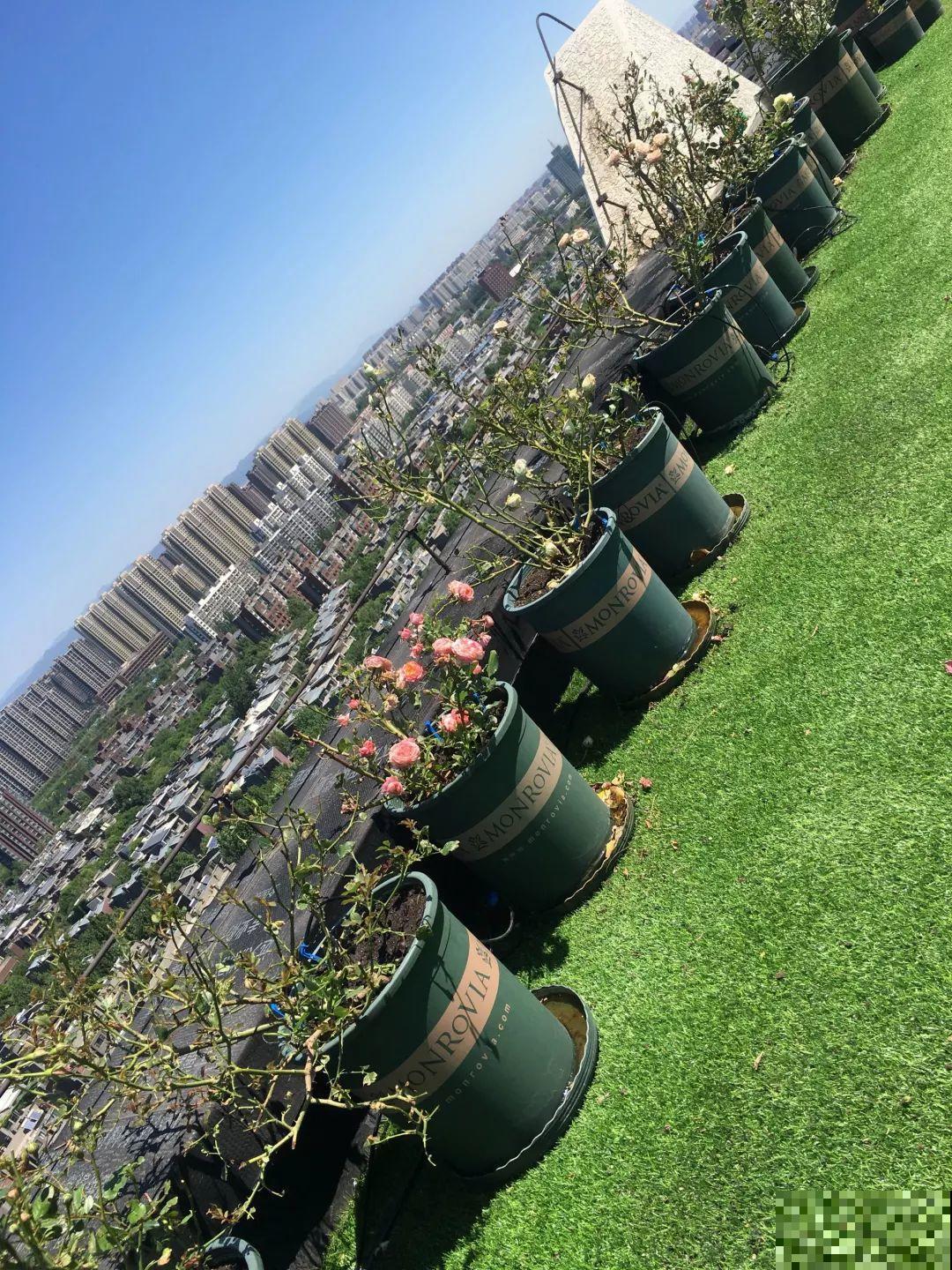 3年时间，她把露台打造成一个花的海洋，每一天都是快乐的！