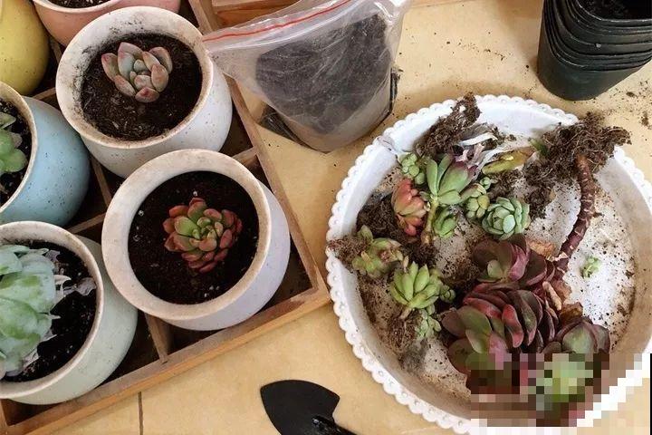 多肉养护大总结，这7点学会了，啥肉都能养得活！