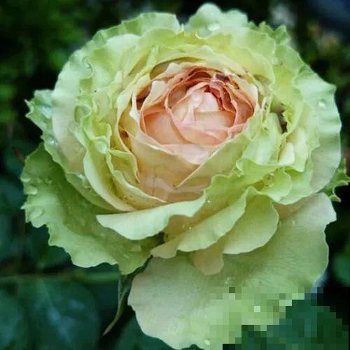 这花一年能开8个月，开完剪，剪完开，养花人都爱它！