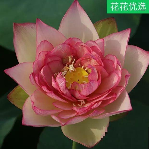 这花就得多喝水，1天1瓢水，轻轻松松养爆盆！