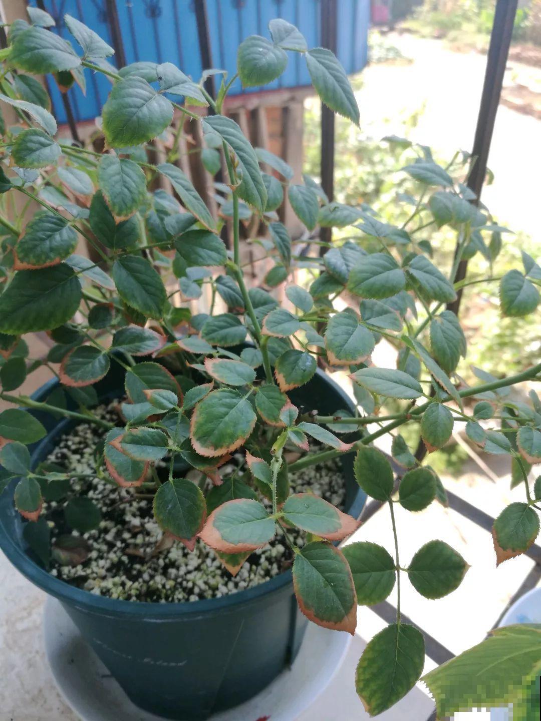 30种常见花的夏季浇水方法，告别烂根黄叶，养花无忧！