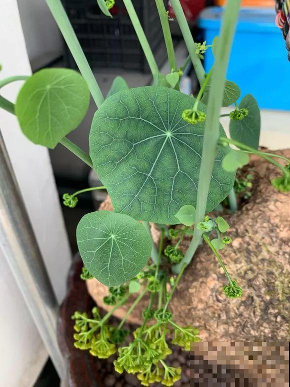 这花长得像个乌龟壳，没想到三个月爬满阳台，差点给扔了！