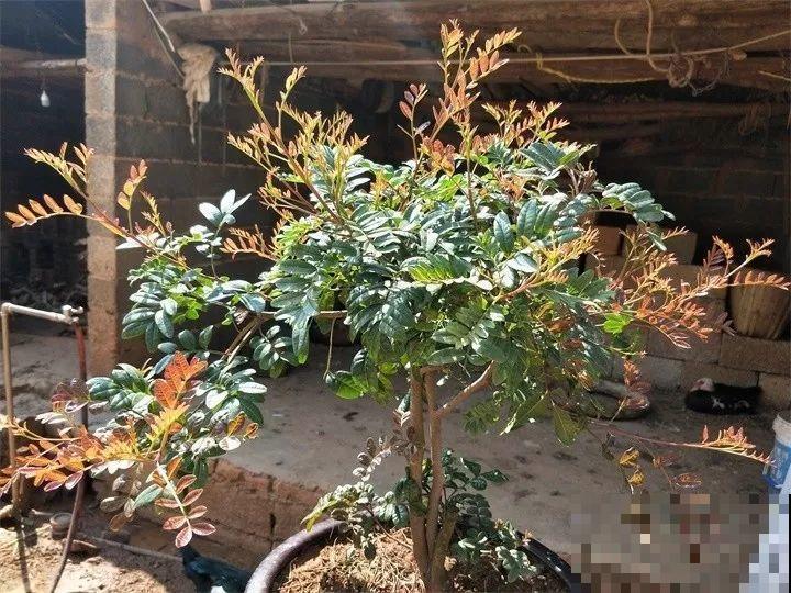80种耐阴花，光线不好照样养的活，新手的救星！