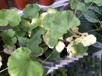 谁说这花夏必死？剪一刀添点土，立秋呼呼长新叶！