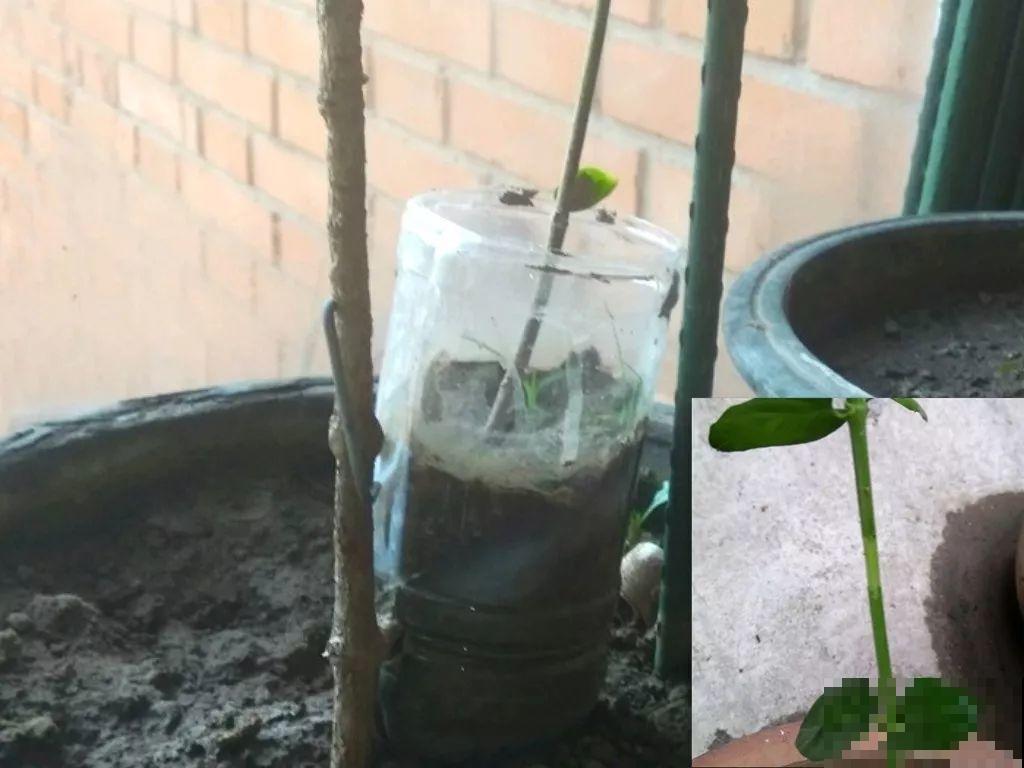 这8种花，拿棍子一绑凹个造型，身价嗖嗖往上翻！