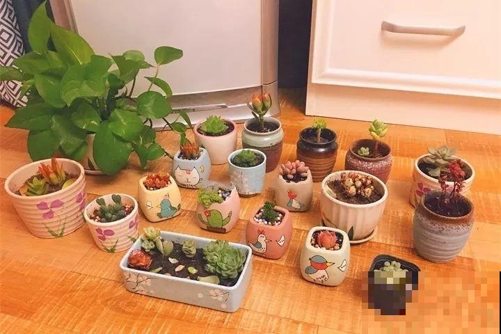 多肉养护大总结，这7点学会了，啥肉都能养得活！