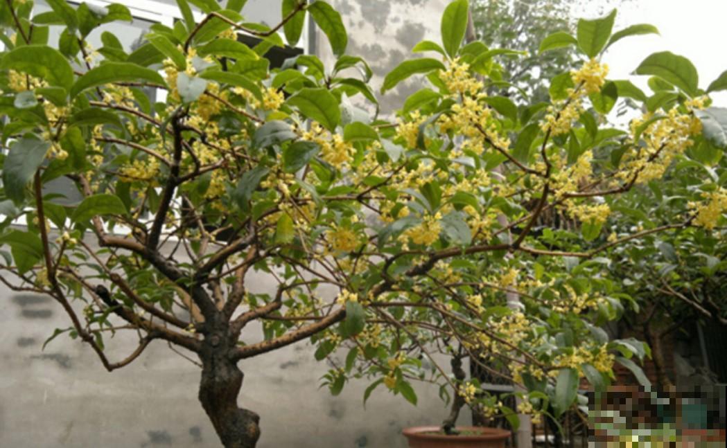 想要中秋节赏花吗？栽种它，比赏月还美呢！