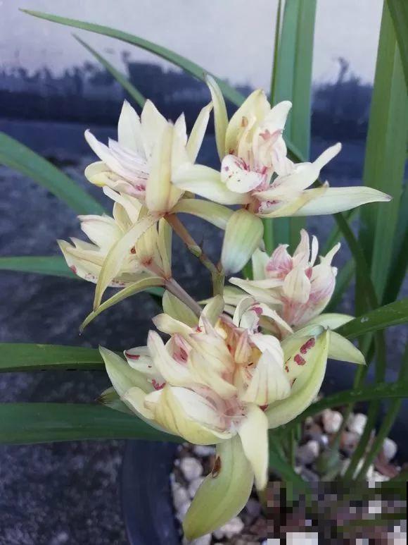 扔在门口的“韭菜”，竟然开出小百合，这花也太低调了！