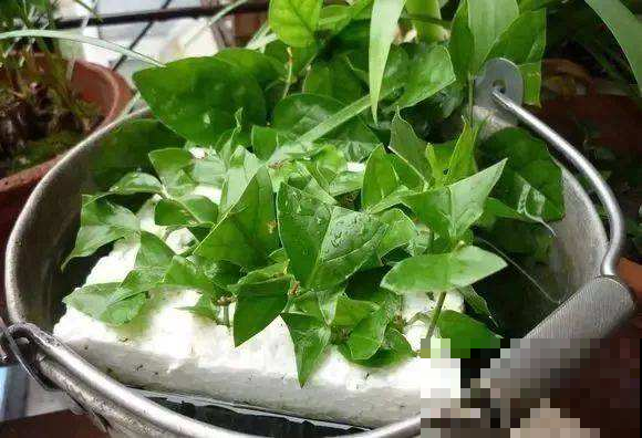 这2种花，遇水就生根，现在扦插刚好秋天栽土里！