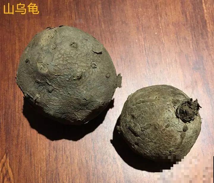 这花长得像个乌龟壳，没想到三个月爬满阳台，差点给扔了！