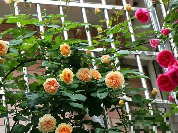 小窗台养这5种花，太阳一晒就开花，3个月爬满墙！