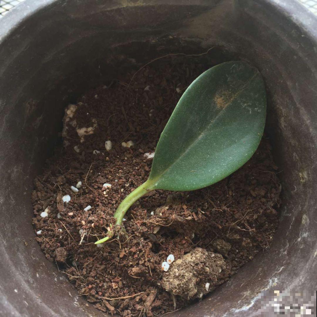 拿针扎佛珠？都是手贱惹的祸，怪不得都烂了！