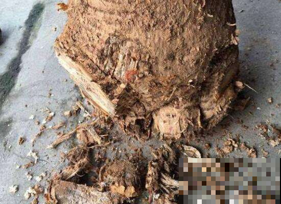路边捡根烂树干，拖回家这么一弄，叶子比碧玉还油亮青翠！