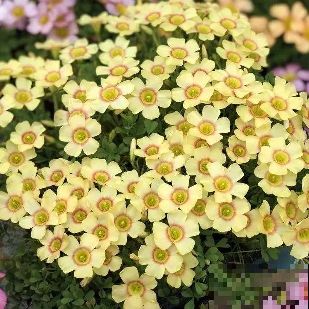 这花埋土里，不用剪就开爆，来年挖出来种球数翻10倍！