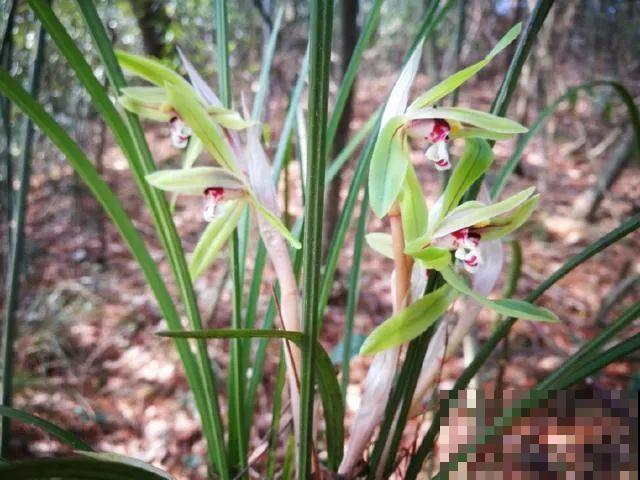 养了2年的仙人球，一根茎上开出两朵花，运气也太好了！