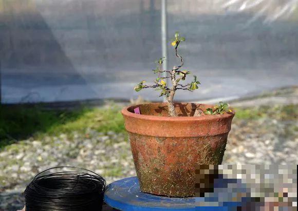 公认难养的花，他花10年时间养成盆景，价值翻倍！