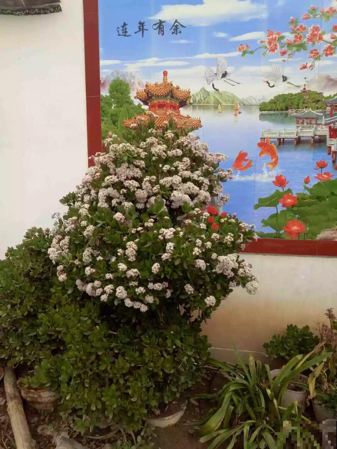 5种寿命超长的花，一养就是上百年，家里有一盆能当传家宝！