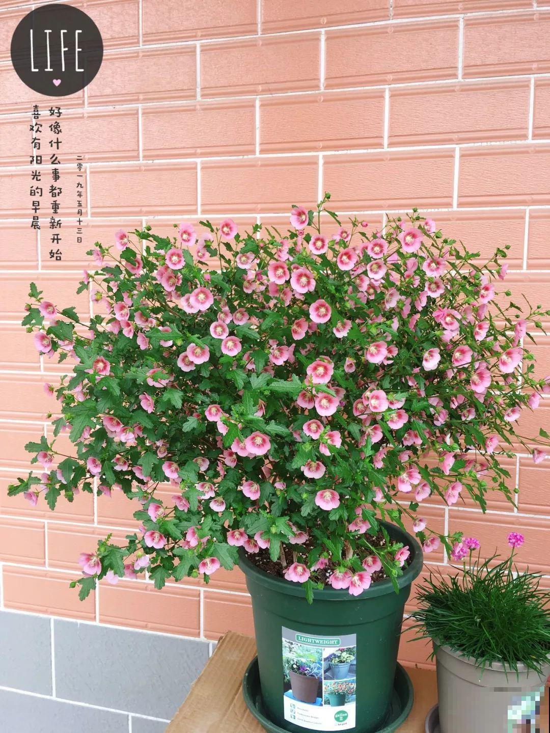 30种常见花的夏季浇水方法，告别烂根黄叶，养花无忧！