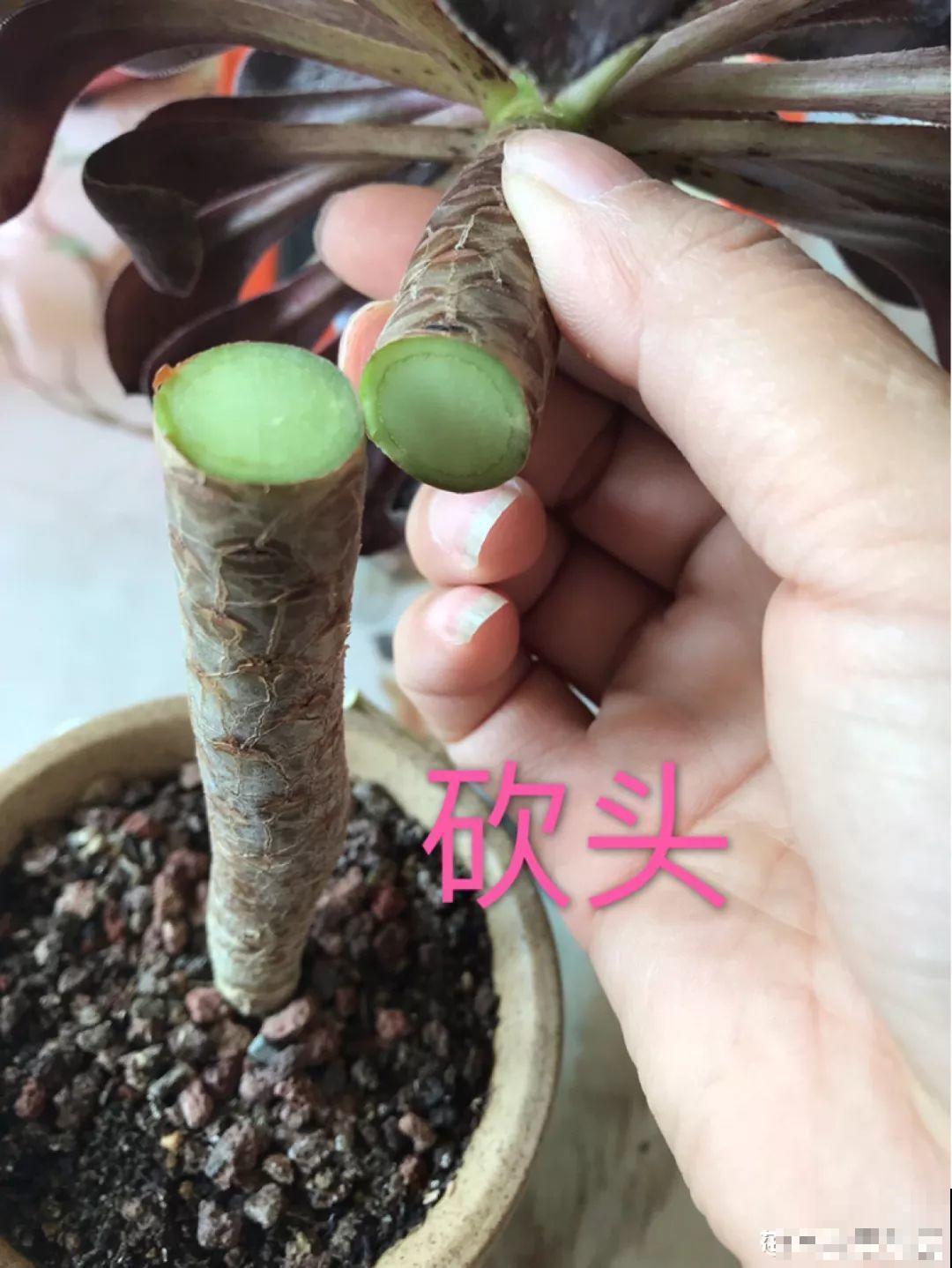 多肉秋天砍一刀，密密麻麻冒侧芽，一个月就挤爆盆！