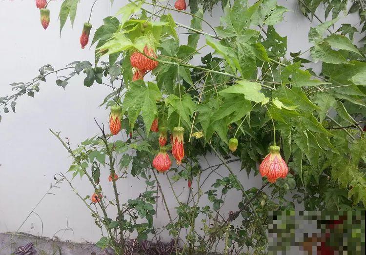 这花长得像大虾，看着就很有食欲，可在东北人这都是“苞米”！