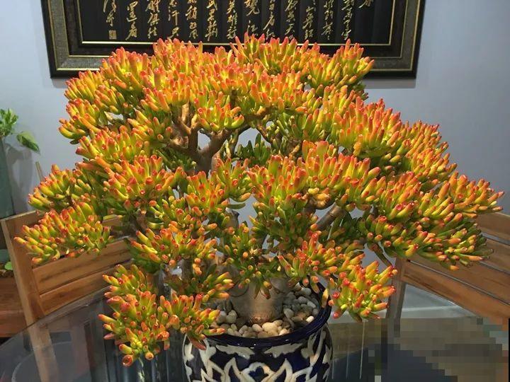 20年的“玉树”，叶子长成存钱筒，夏天猛晒红彤彤！