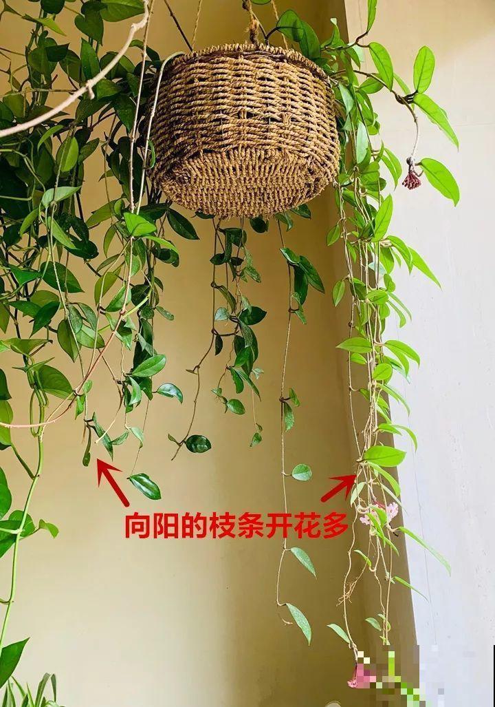 这花从春天到秋天，一茬接一茬，养在阳台美成一道风景线！