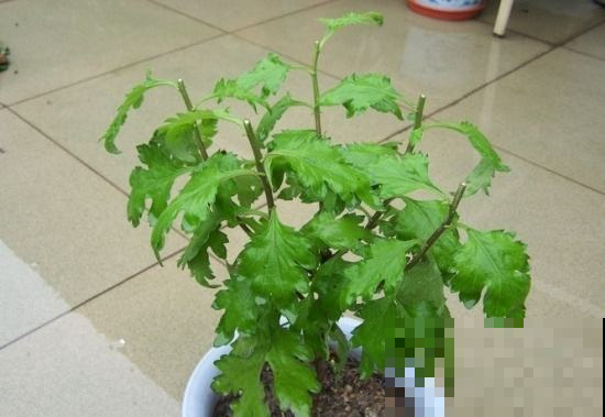 养花太温柔可不行，就要时不时掐它打它，才能长成爆盆的大胖子！