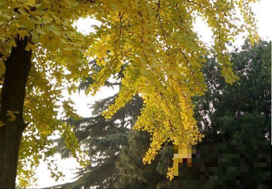 这12种野花，可是植物界的大熊猫，都受法律保护，可别采！