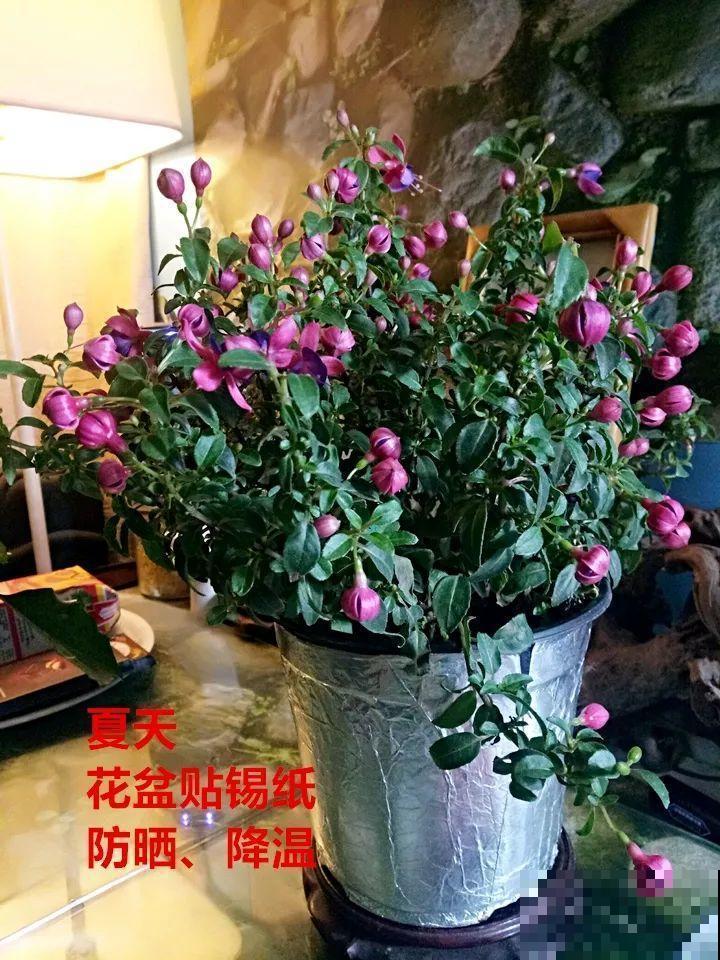 这10种花，年年收空盆，没点经验还真不敢养！
