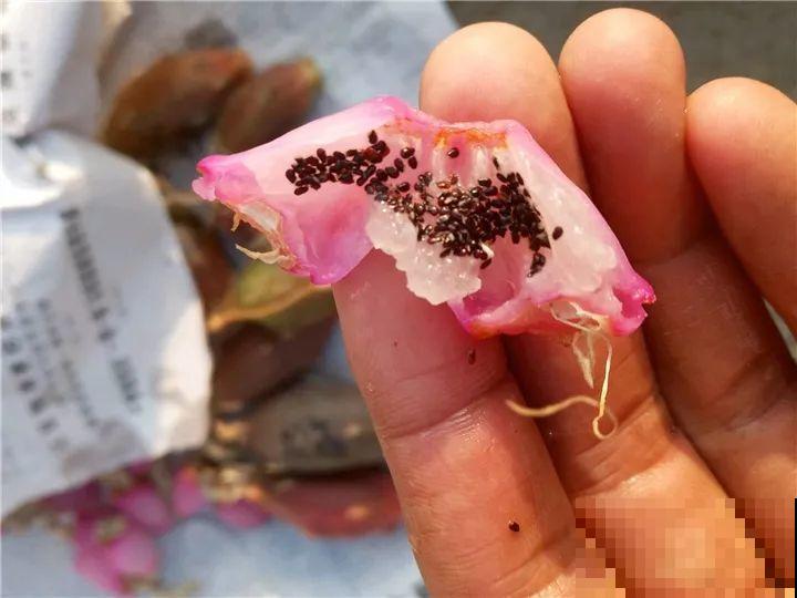 这花太能长，5年生了10麻袋，送人都送不完完！