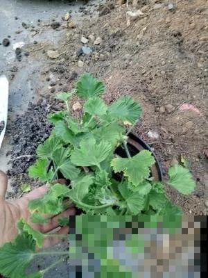 谁说这花夏必死？剪一刀添点土，立秋呼呼长新叶！