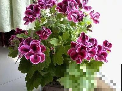 谁说这花夏必死？剪一刀添点土，立秋呼呼长新叶！