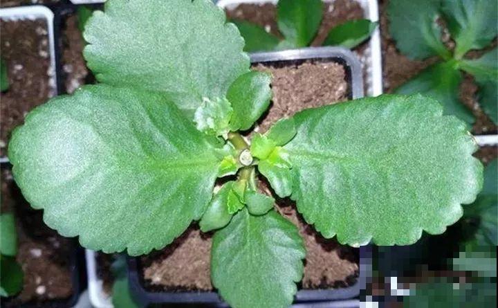夏天养长寿，这4个雷区不能踩，不然3天就死光！