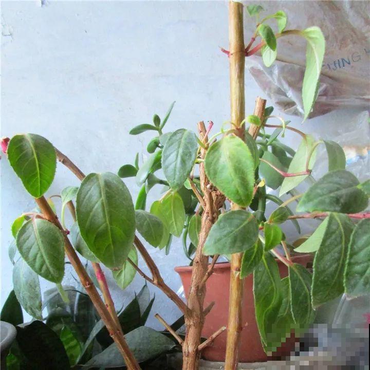 这6种花都有一个不能淋雨的习惯，长斑不说，整株都会烂掉！
