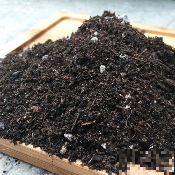 绣球枝条一处理，栽土里就活，原来扦插可以这么简单！