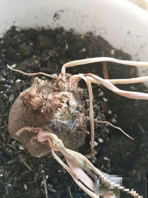 会休眠的12种花，想要安全度夏就别折腾，越浇水死的越快！