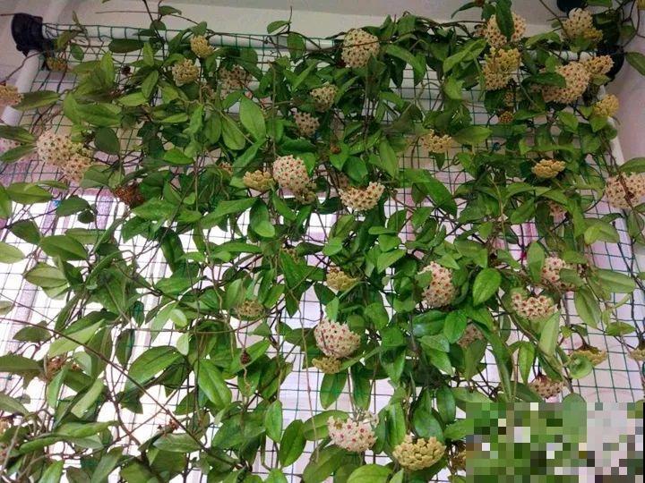 这花从春天到秋天，一茬接一茬，养在阳台美成一道风景线！