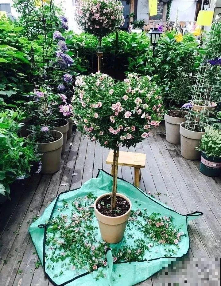 这花真强悍，剪一茬开一茬，大半年都开花！