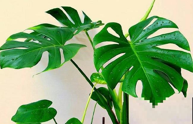夏天养啥花？客厅有这几盆绿植，瞬间变氧吧！