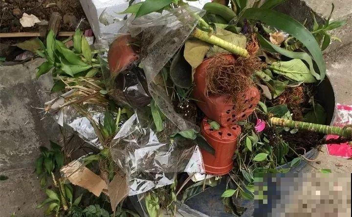 周末去这儿转一转，花和花盆随便捡，赚大发了！