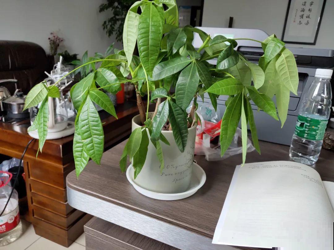 30种常见花的夏季浇水方法，告别烂根黄叶，养花无忧！