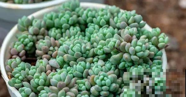 这8种多肉，现在扦插，插啥活啥，1个月就爆盆！