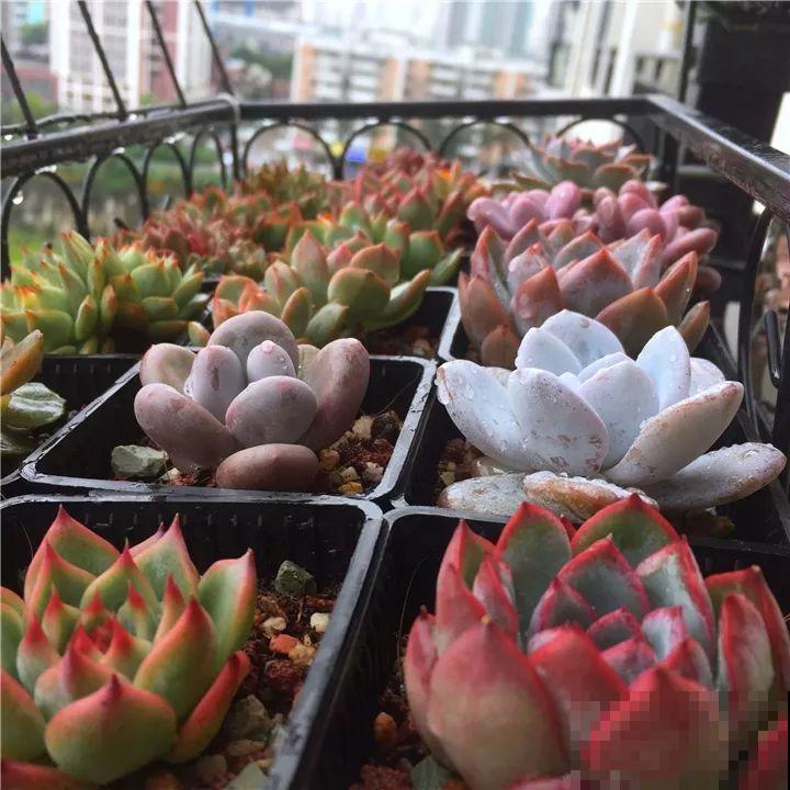 这6种花都有一个不能淋雨的习惯，长斑不说，整株都会烂掉！